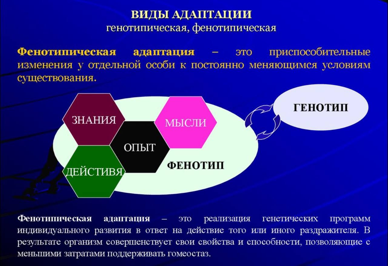 Индивидуальная адаптация это. Генотипическая и фенотипическая адаптация. Виды фенотипической адаптации. Генотипическая адаптация. Механизмы генотипической адаптации.